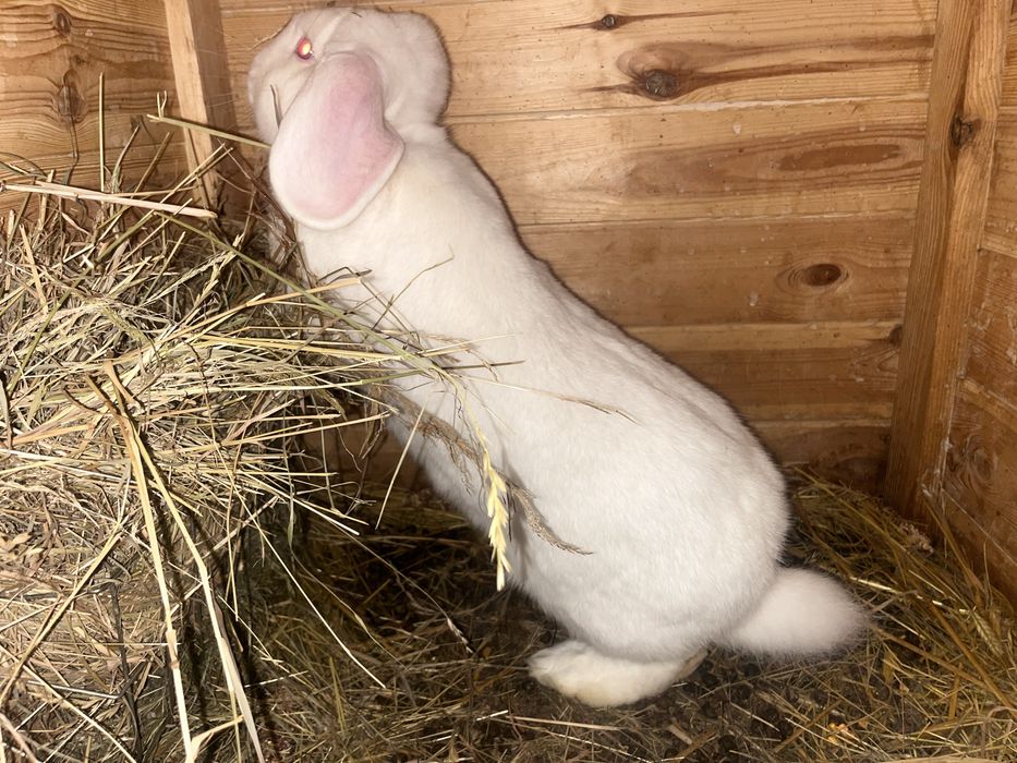 Biały królik samiec