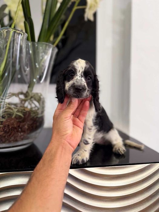 Cocker Spaniel Inglês  FEMEA com LOP e AFIXO