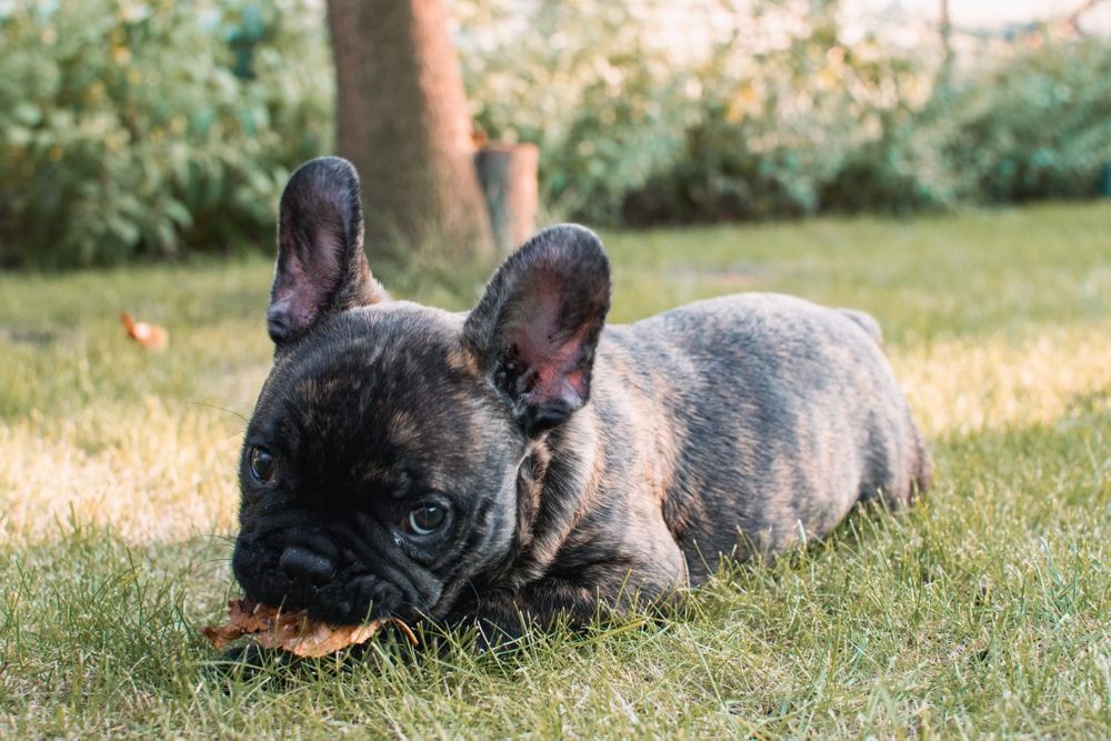 Buldog francuski-piękny piesek