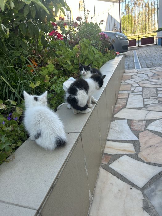 Gatinhos para dar