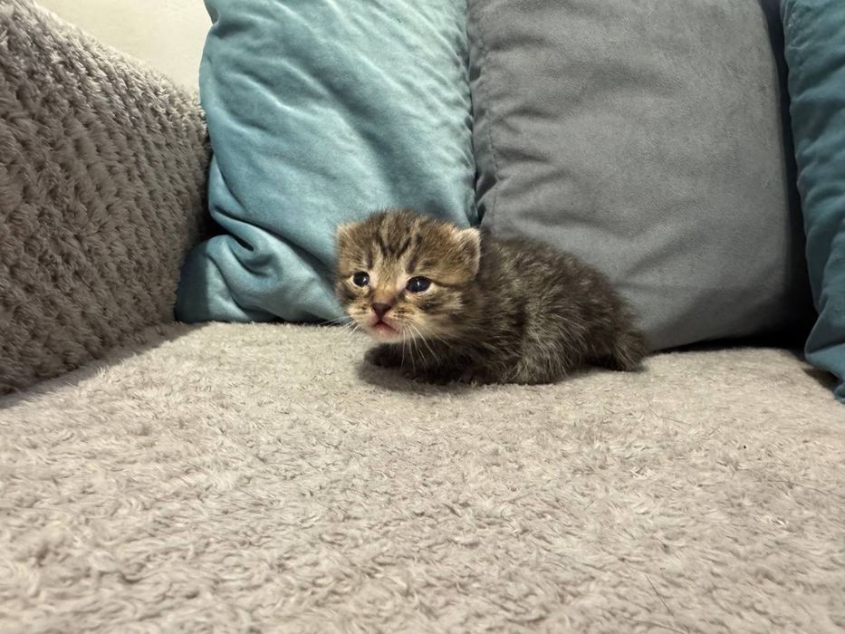 Котенок в добрые руки