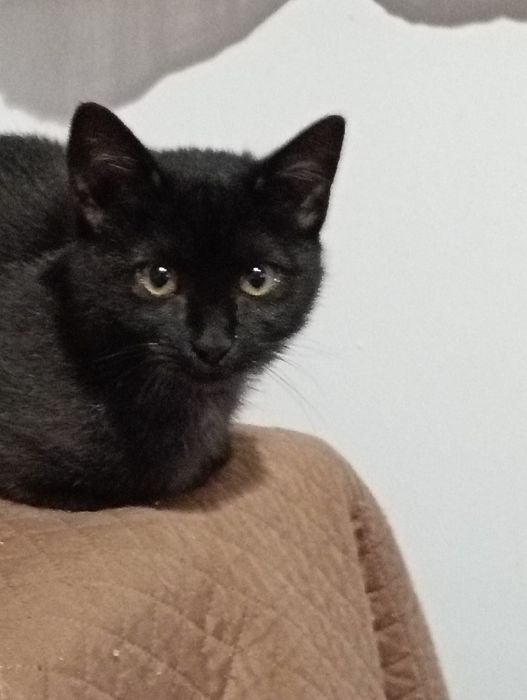 gatinha bebé para adoção responsável