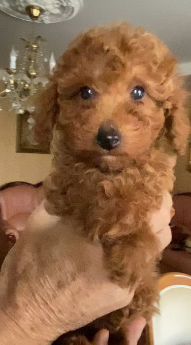 Пудель дівчинка редбраун