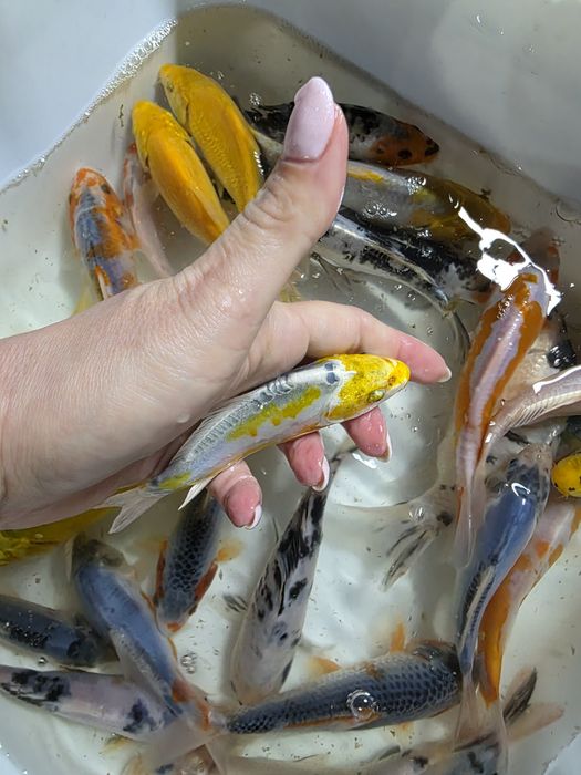 Amur karp lin karaś koi jesiotr szczupak