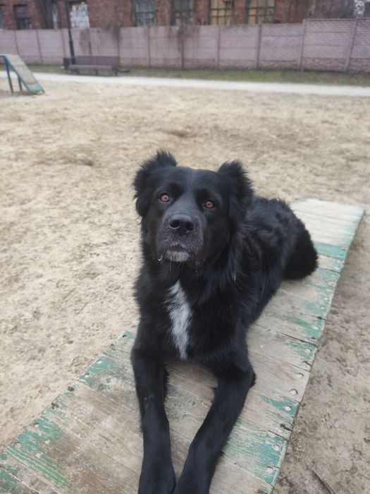 Кинолог дрессировка собак