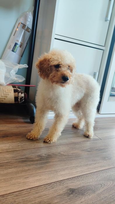 Suczka Pudel toy miniatura