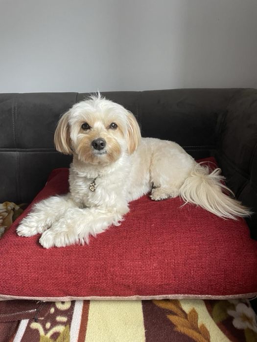 Мальтіпу хлопчик для вʼязки