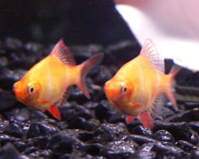 GB Brzanka Sumatrzańska Albinos
