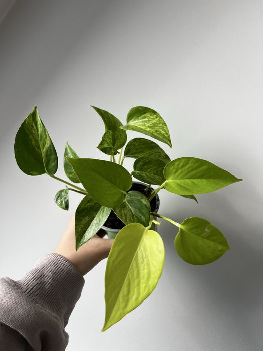 Epipremnum z nadwyżek mix