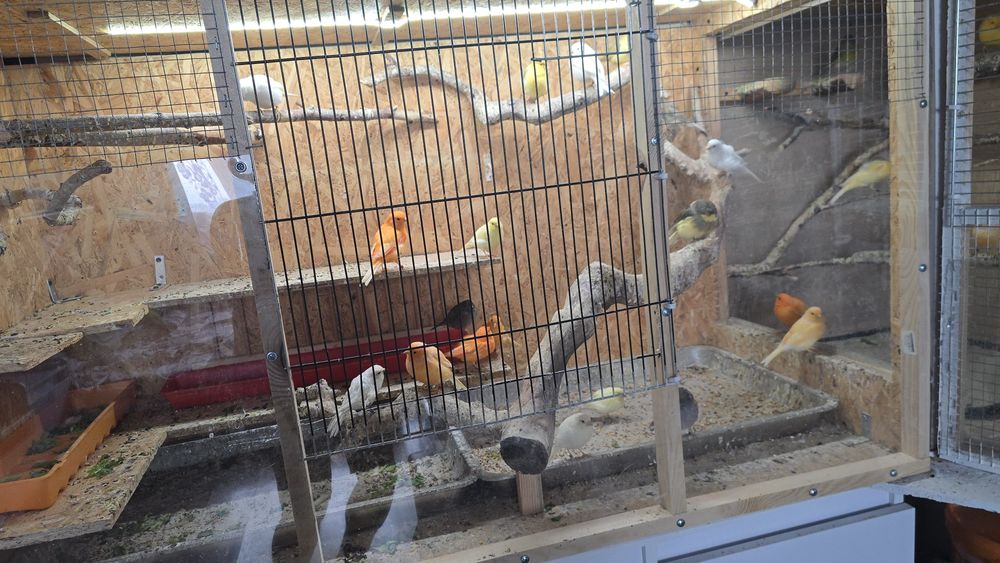 na sprzedaż kanarki