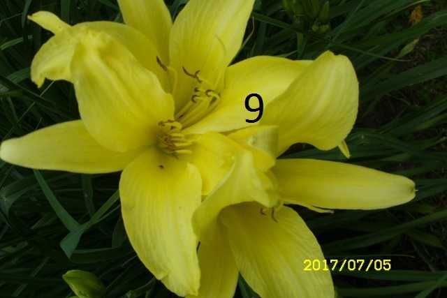 Liliowce- liliowce