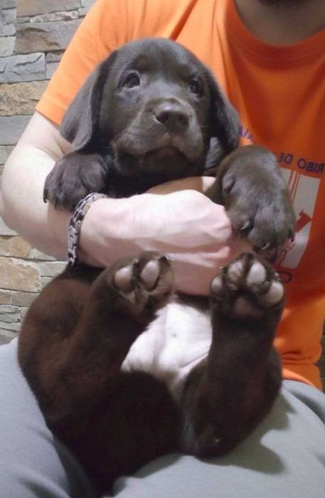 Шоколадні лабрадори з документами КСУ-FCI