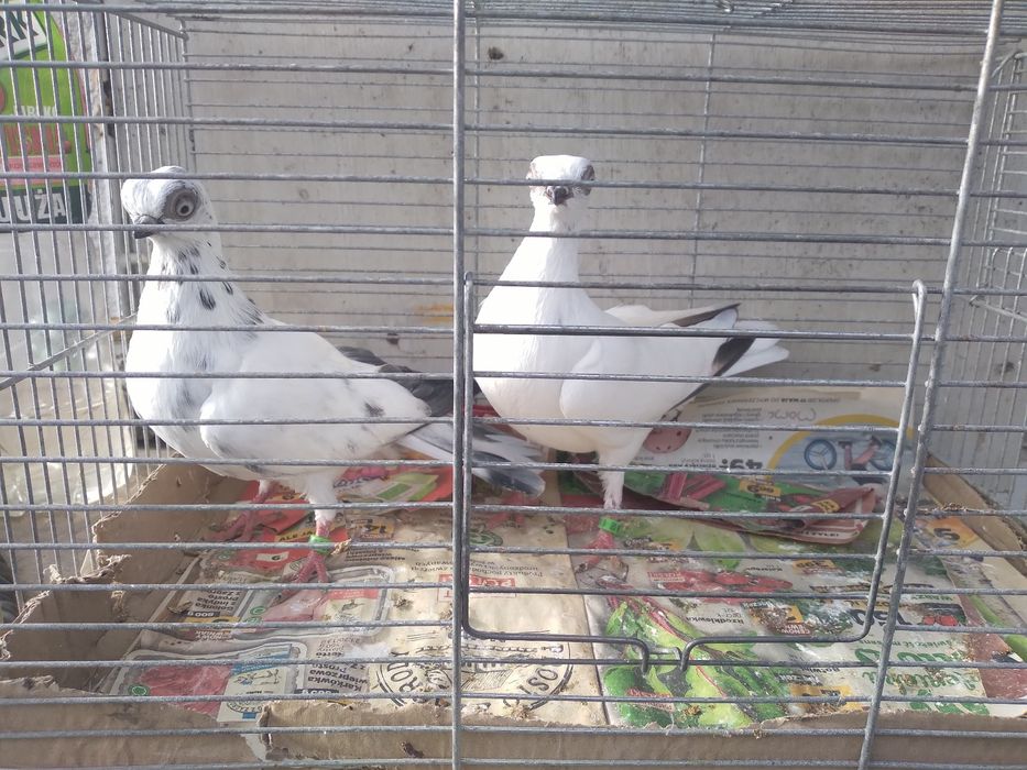 Szek polski, mewka polska