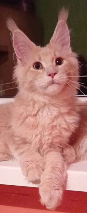 Kotka  Maine Coon z rodowodem