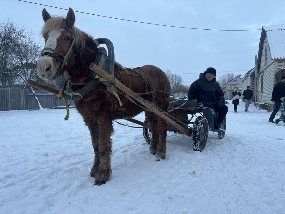 Обменяю или продам лошадь