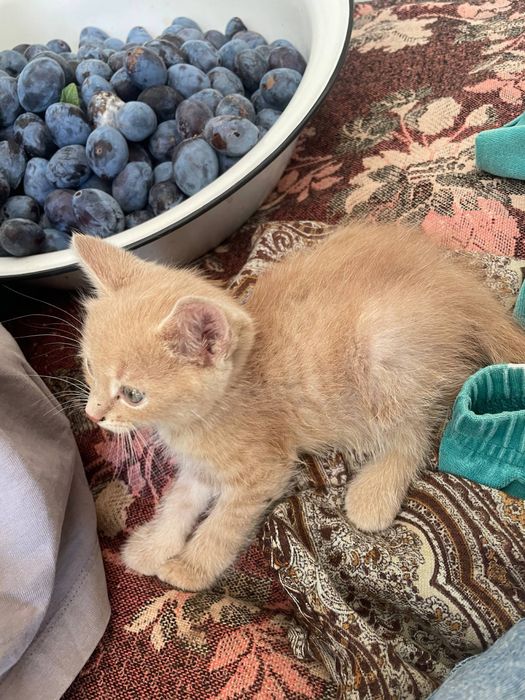 Віддам Котики 2 місяці