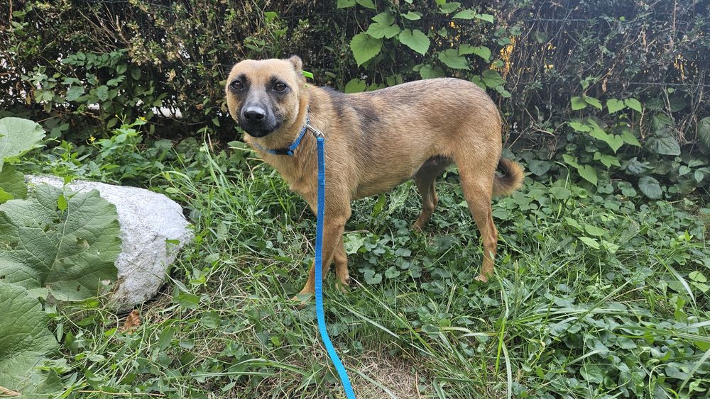 Невеличка лігідна собачка Лола шукає дім! Стерилізована!