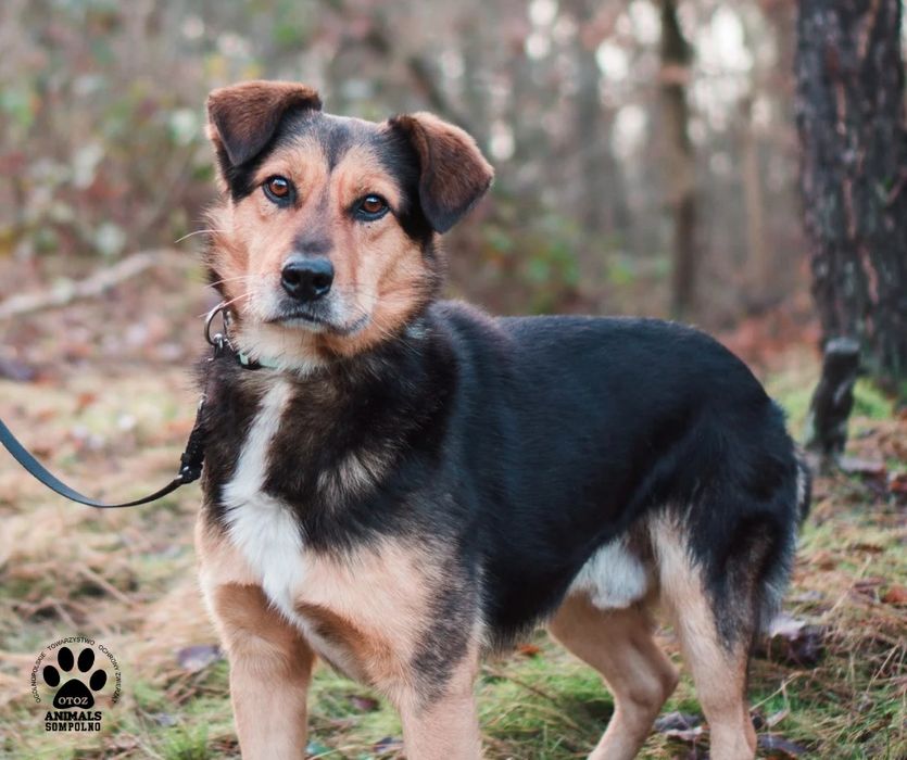 3 letni Sammy szuka domu!