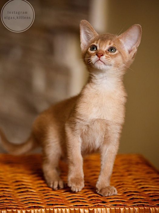 Абиссинчики от питомника