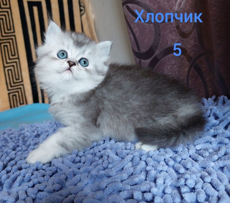 Шотландські кошенята