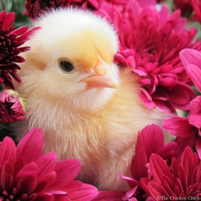 бройлер росс-308