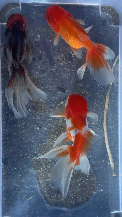 Oranda Sortida Cabeça de Leão 12/13cm