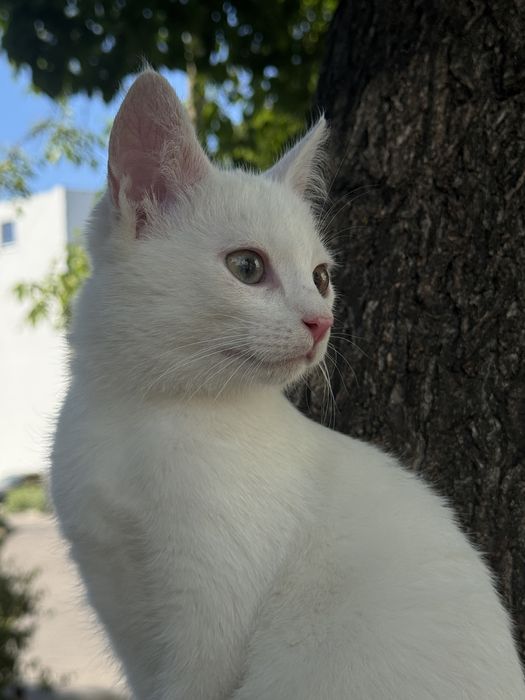 Кошеня (хлопчик, 5 місяці)