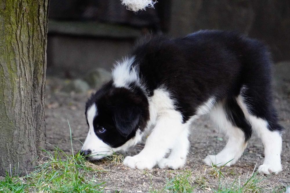 Border collie ZKwP/fci - szczeniak gotowy do zmiany domu