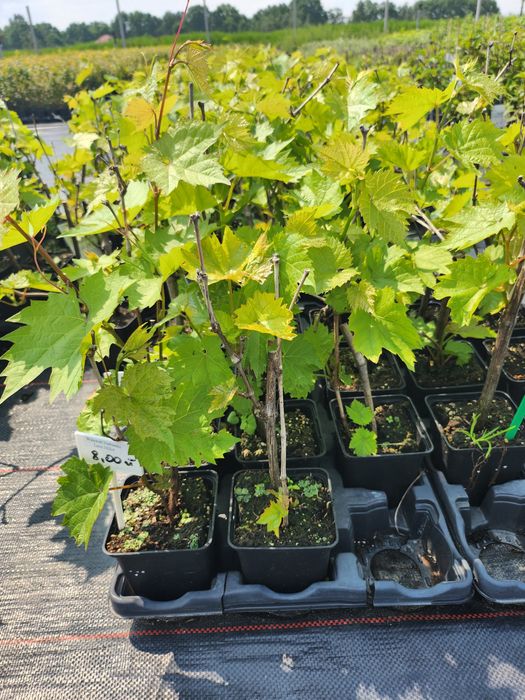 Winorośl , winogrono sadzonki niebieskie i białe, doniczka p9