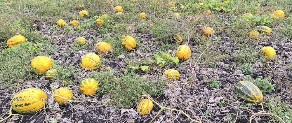 Насіння гарбуза.  "Український багатоплідний, ціна 100 грн за 1 кг.