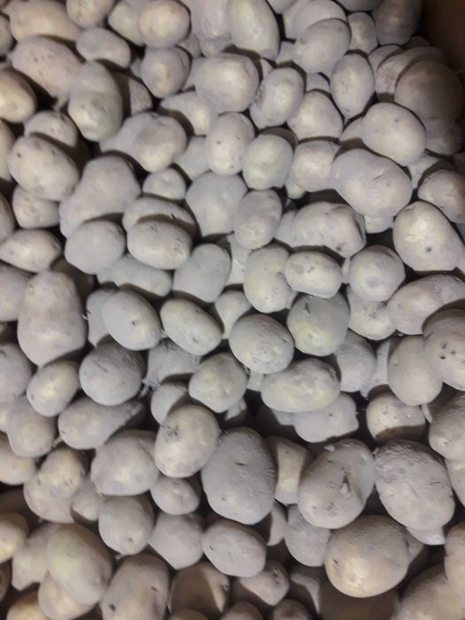 Ziemniaki jadalne vineta, karelia