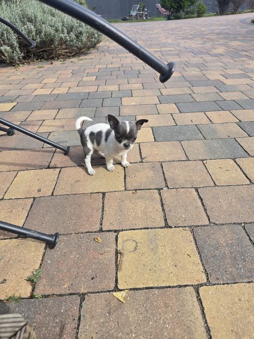 Chihuahua niebieskooka ,maleńkasunia