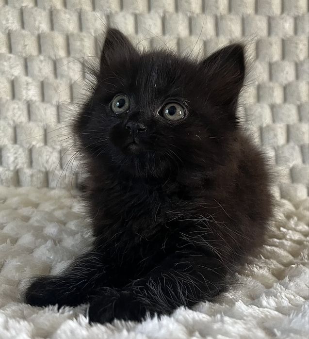 Кошеня безкоштовно