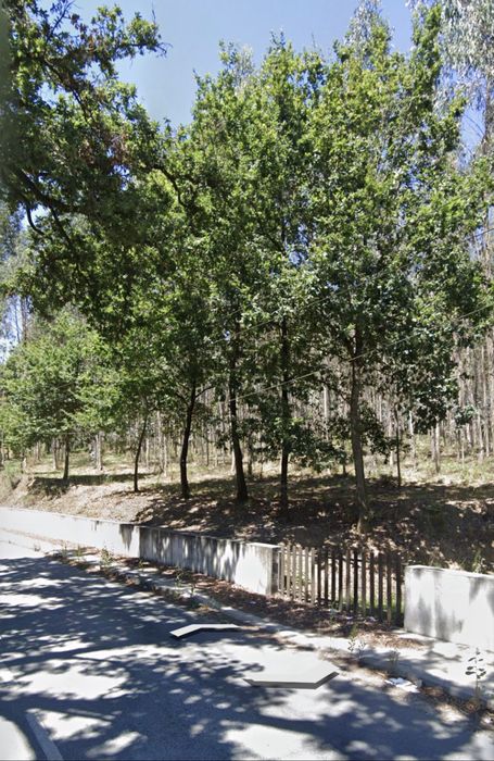 Terreno com cerca de 2 hectares e 70m frente EN309 - Famalicão
