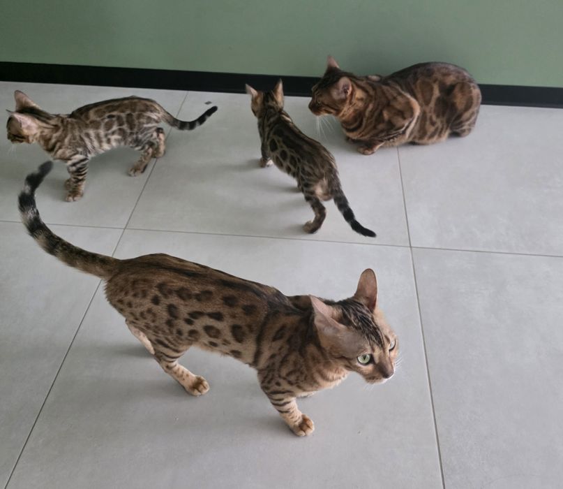 Продам Бенгальких котиків
