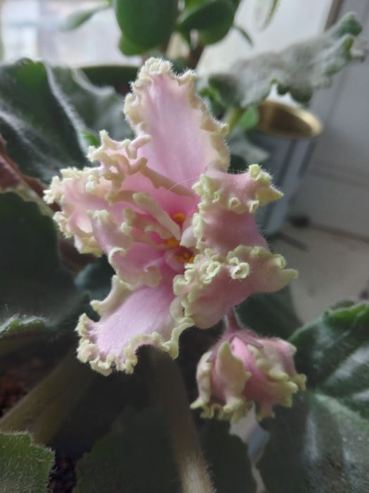 Фиалки ( сенполия)