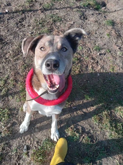 Трамп даром в добрі руки Він чекає на свою родину в притулку.