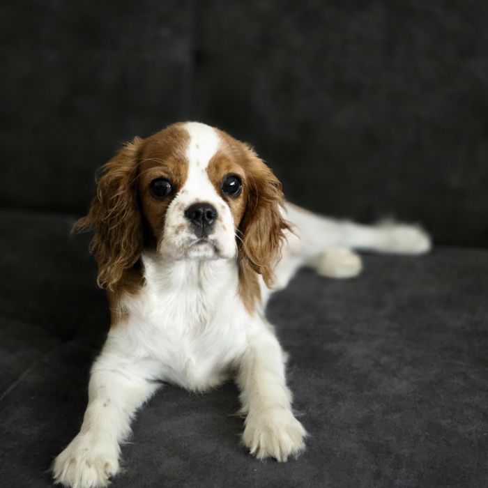 Suczka Cavalier King Charles Spaniel