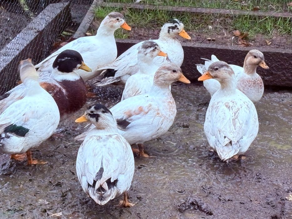 Kaczki call duck, dwie kaczuszki +kaczorek