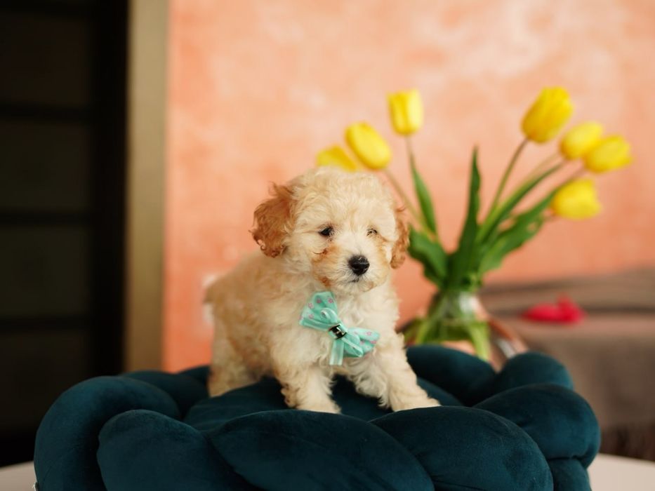 Хлопчики та дівчатка мальтіпу