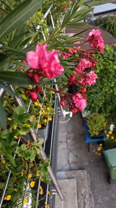 Oleander, różowy, pełny kwiat