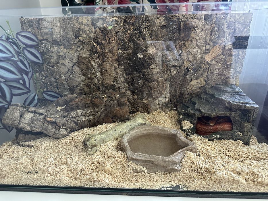 Wąż zbożowy + terrarium