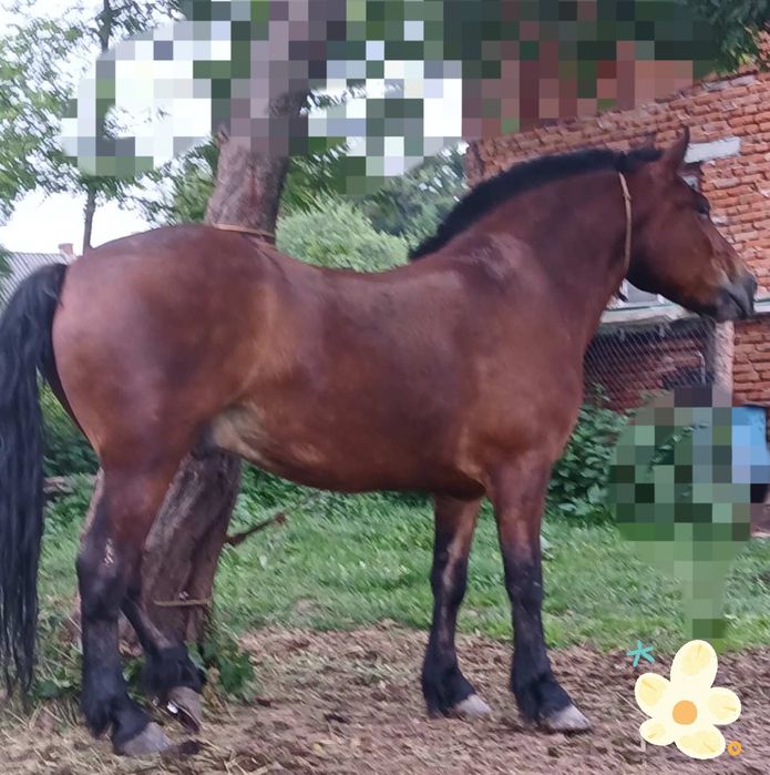 Продається.   кінь