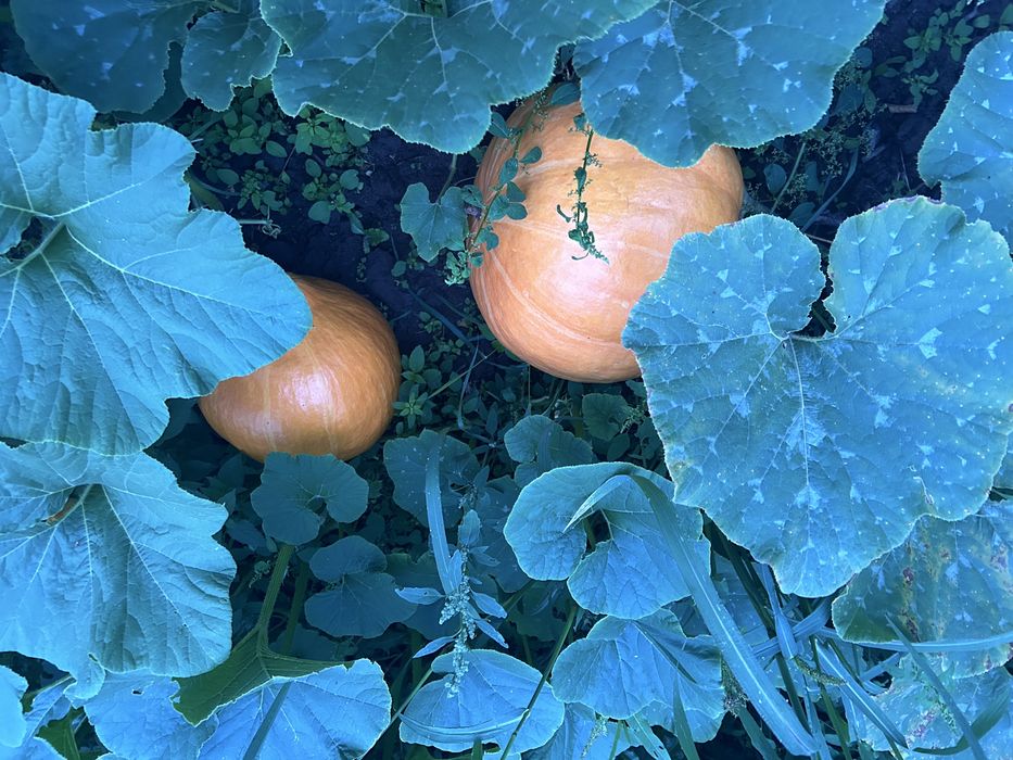 Dynia ozdobna i jadalna 2,50 zł/kg