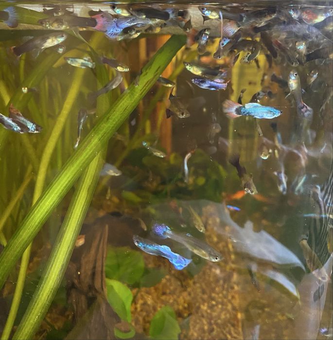 Guppies/Guppys machos e femeas