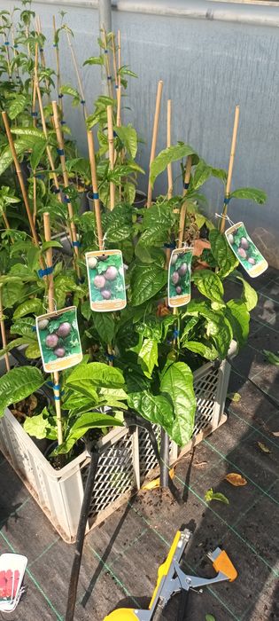 Framboesa e Maracujá