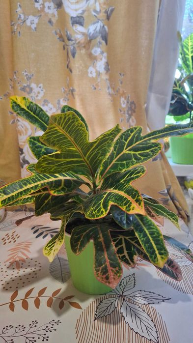 Дуже красиві кротони