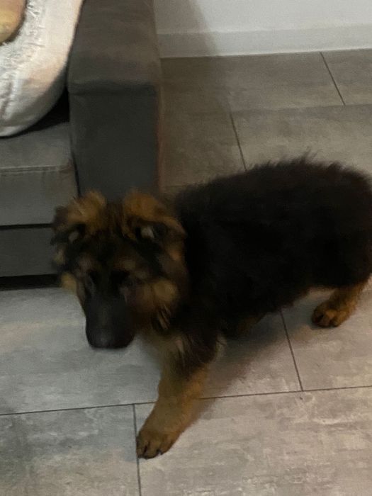 Owczarek niemiecki długowłosy pies