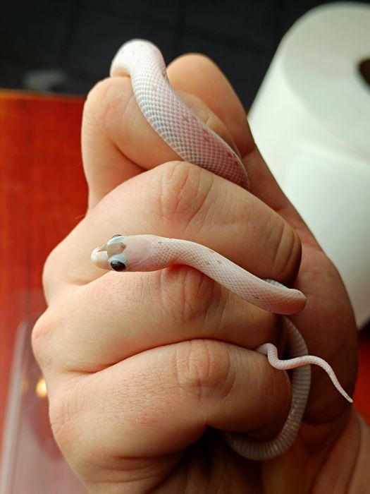 Wąż zbożowy / Charcoal Palmetto ph. 66% amel / Łatka z plamek