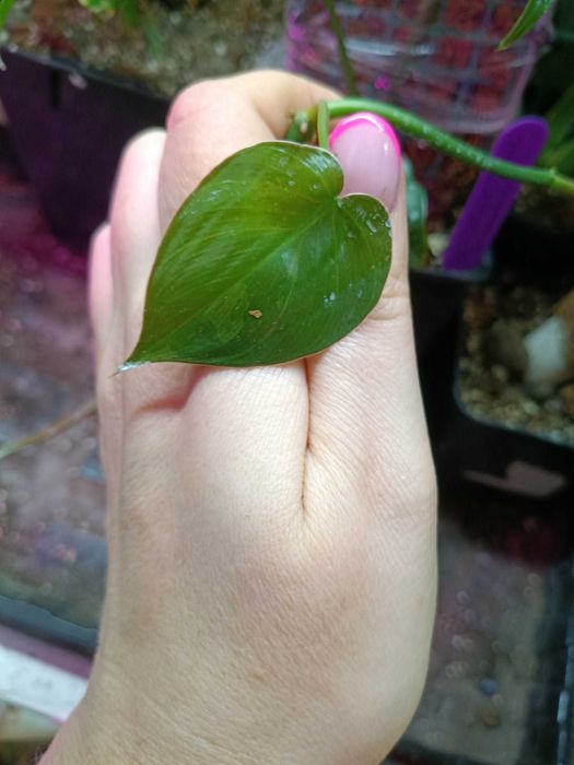 Philodendron hederaceum Oxycardium Variegata=szczyt cięty